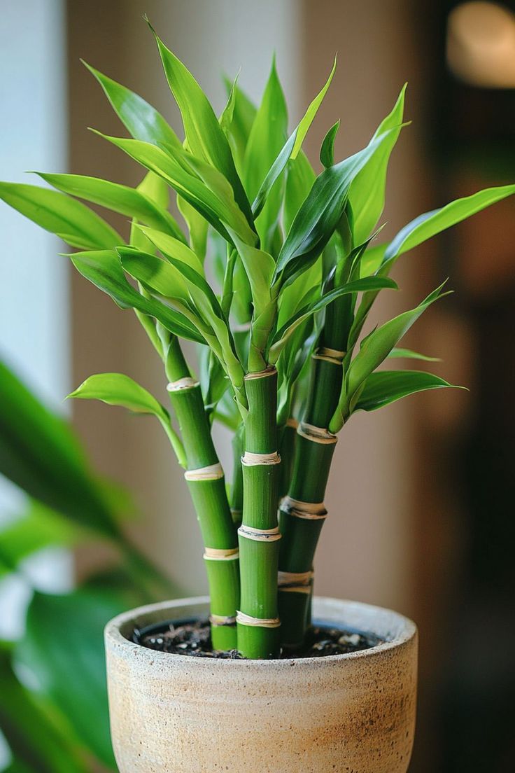 Botanical Accents
