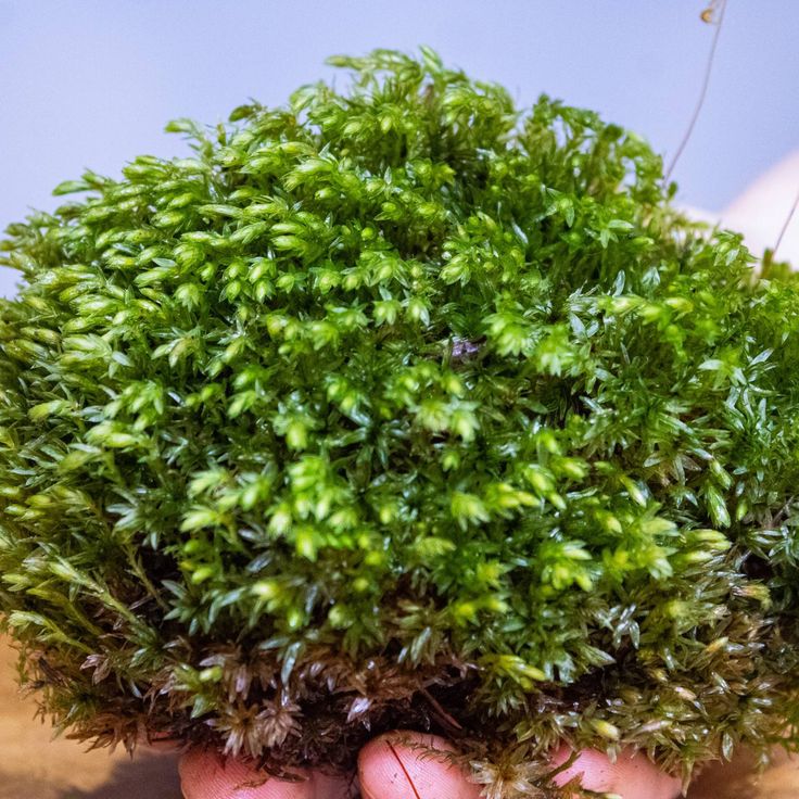 Moss Panels